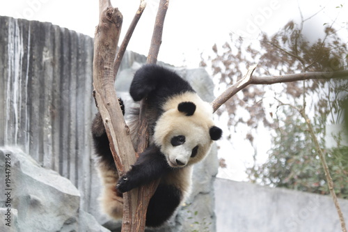 Fototapeta Naklejka Na Ścianę i Meble -  Playful Panda on the Tree, China