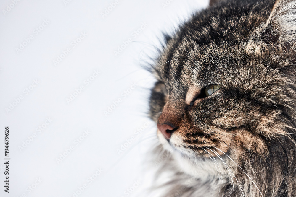 Cat portrait. disheveled cat on the first day of spring Cat portrait. disheveled cat on the first day of spring