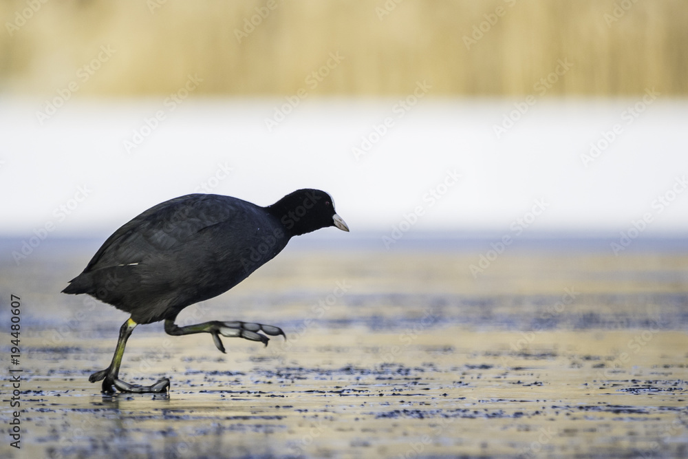 Obraz premium Coot / Fulica
