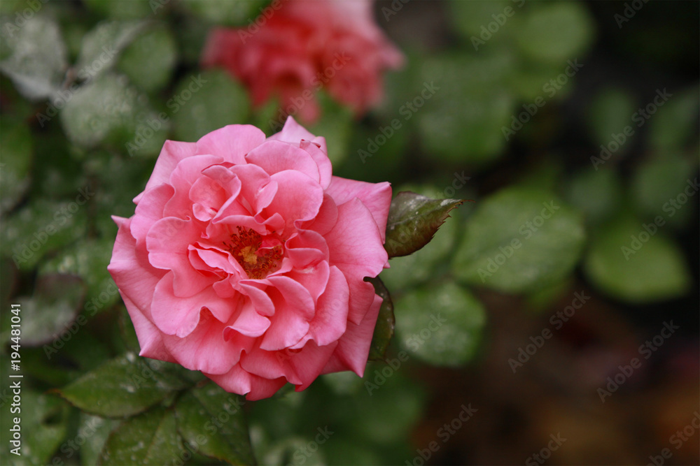 Pink rose in full bloom against green foliage background Pink rose in full bloom against green foliage background