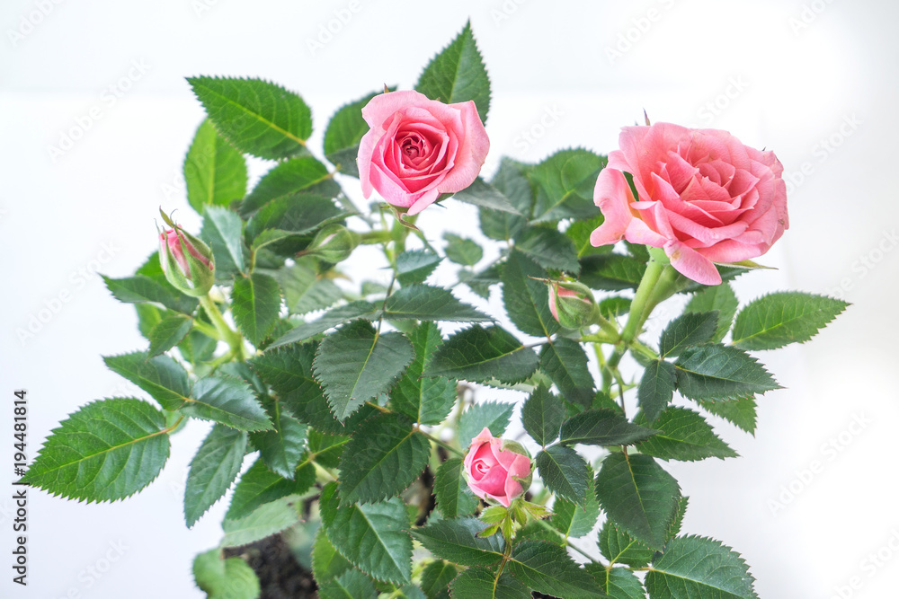 pink rose in a pot, isolated on a white background pink rose in a pot, isolated on a white background