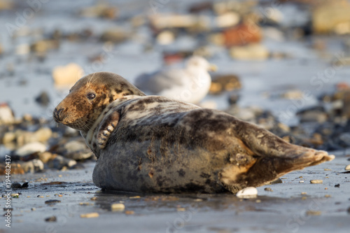 Grey seal (Halichoerus grypus)