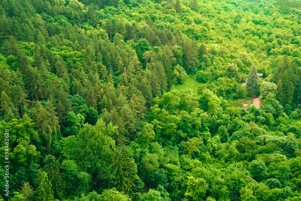 The texture of the summer green forest from a bird's eye view. Beautiful view from the high point of the mountain
