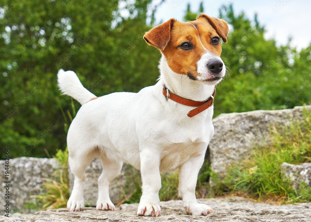 Portrait of Jack Russell Terrier. A dog in a clearing with green grass in a large beautiful city park at sunset on a sunny day closeup Portrait of Jack Russell Terrier. A dog in a clearing with green grass in a large beautiful city park at sunset on a sunny day closeup