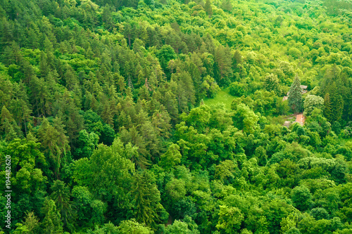 The texture of the summer green forest from a bird's eye view. Beautiful view from the high point of the mountain 