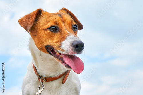 Portrait of Jack Russell Terrier. A dog stands on the beach against a blue sky                             © Max Larin