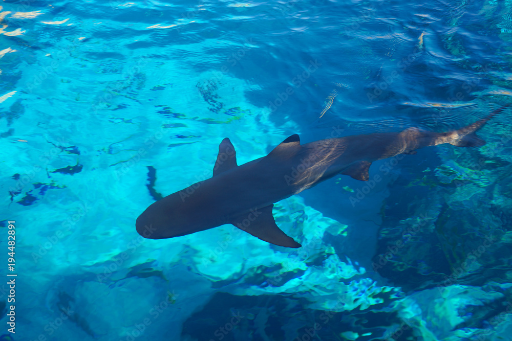 Obraz premium haifisch