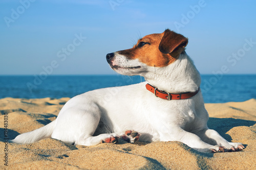 Portrait of Jack Russell Terrier. Dog playing on the beach sea at sunset