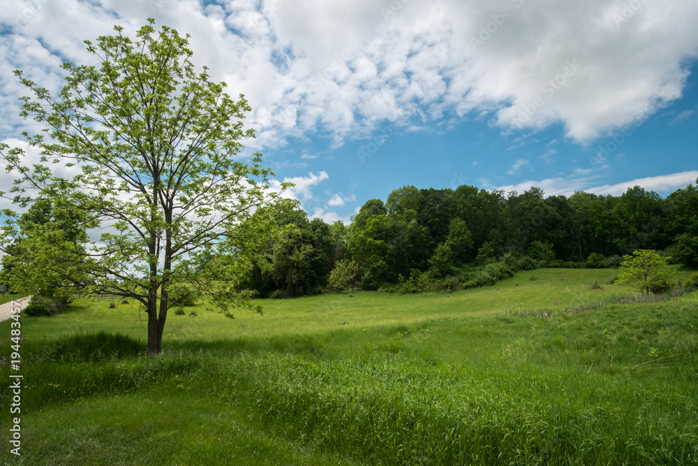 Budding Trees Landscape