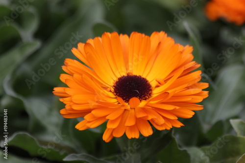 Fototapeta Naklejka Na Ścianę i Meble -  Orange English Marigold in Summer