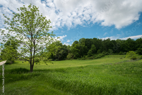 Budding Trees Landscape