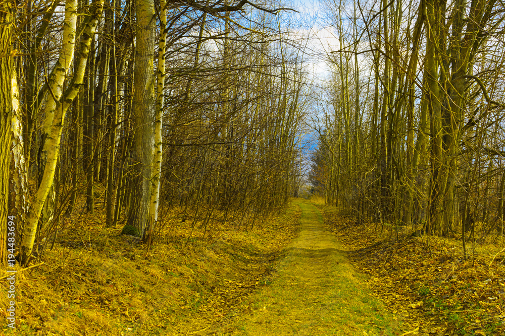 Fototapeta premium Narrow path lit by soft spring sunlight. Forest spring nature. Spring forest natural landscape with forest trees