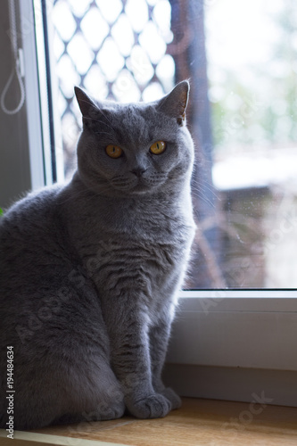 British cat sitting by the window 