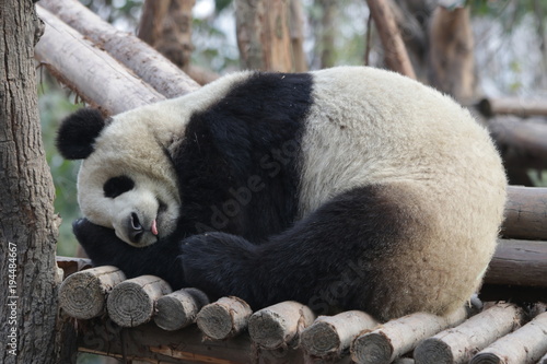 Fototapeta Naklejka Na Ścianę i Meble -  Sleeping Panda, Chengdu, China