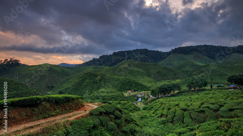 Cameron Highlands tea plantations © pawel