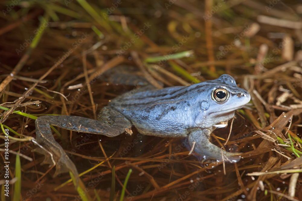 Obraz premium männlicher Moorfrosch (Rana arvalis) zur Paarungszeit - Moor frog 