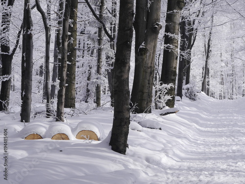 Fototapeta Naklejka Na Ścianę i Meble -  ścięte drzewo w lesie.zima