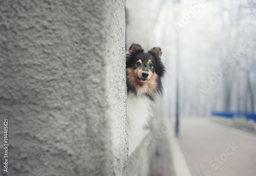 shetland sheepdog hiding behind a wall
