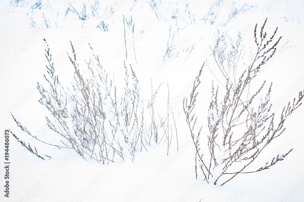 winter, snow,ice,trees winter, snow,ice,trees