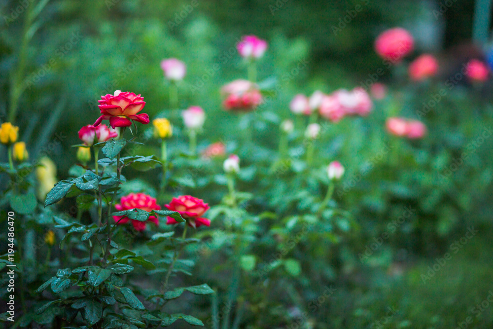 rosarium with pink roses on flower bed. Background of many roses.