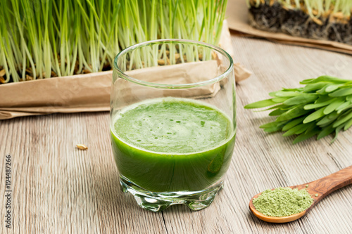 A glass of barley grass juice with freshly grown barley grass
