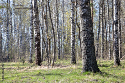 Birch wood. Early spring. Latvia.
