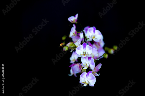 Elegant pink and white orchids isolated on black background  selective focus