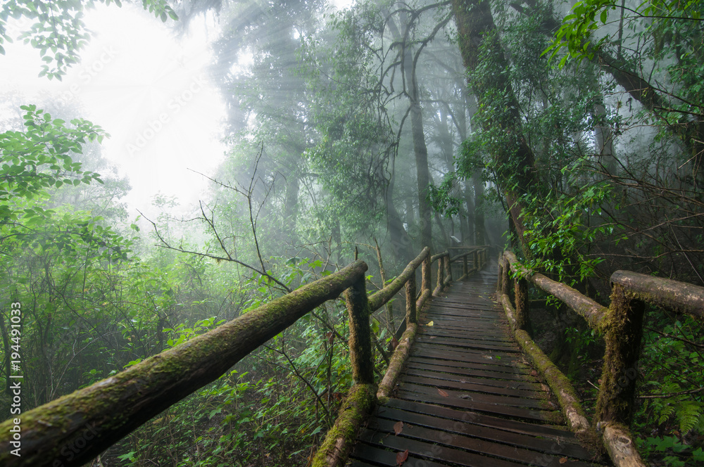 Obraz premium Wooden bridge in rain forest.