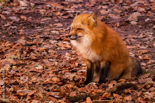 Red fox sitting among autumn leaves
