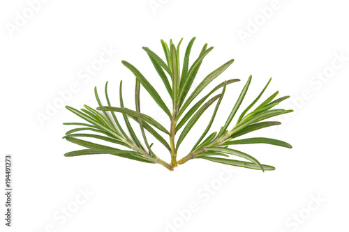 sprig of rosemary isolated on white background