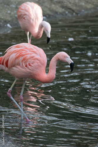 A portrait of two Chilean flamingos at the zoo