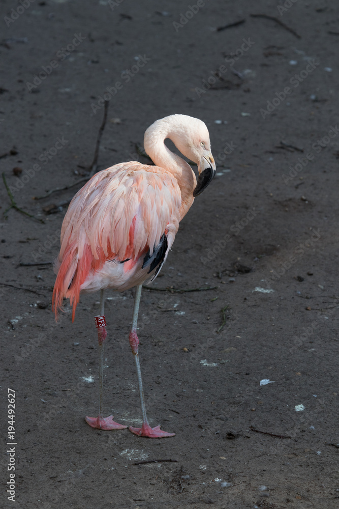A portrait of an isolated Chilean flamingo at the zoo A portrait of an isolated Chilean flamingo at the zoo