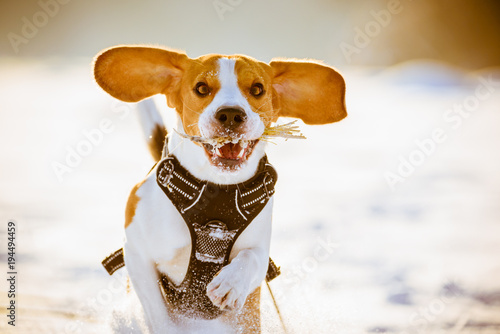 Dog run Beagle fun in snow
