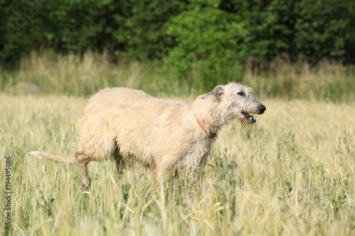 Irish wolfhound running in nature