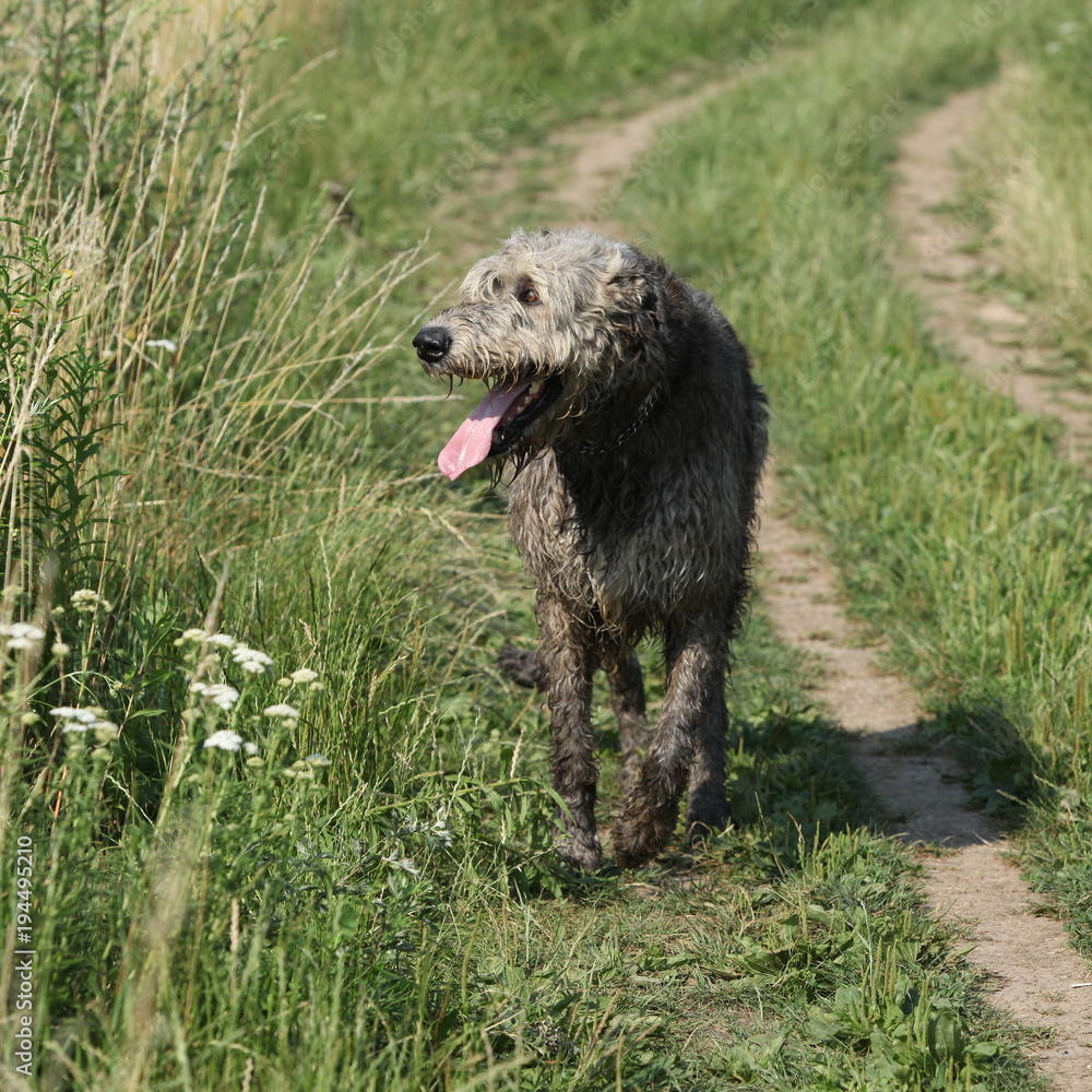 Irish wolfhound running on the path