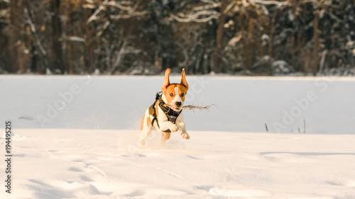 Dog run Beagle fun in snow