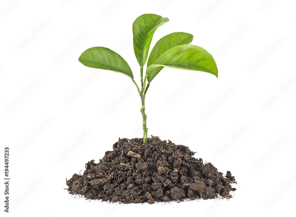 Young plant with humus isolated on white background Young plant with humus isolated on white background