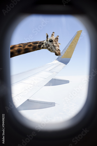 Obraz na płótnie Jirafa saludando por la ventanilla del avión w salonie