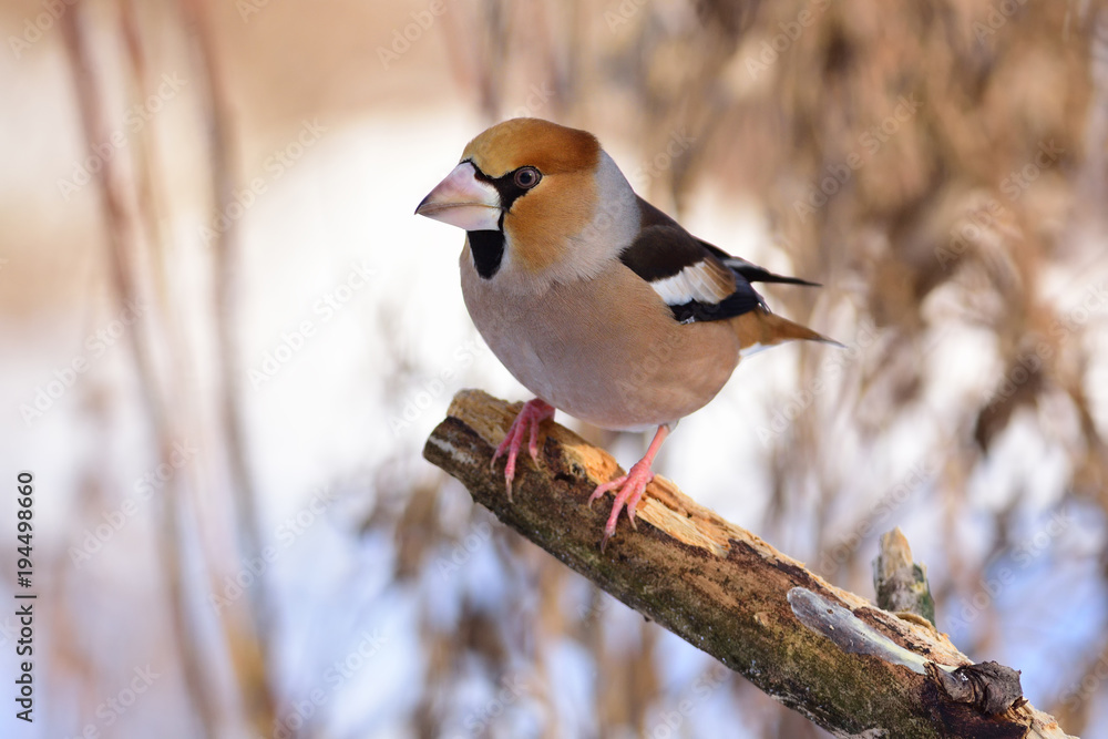 Obraz premium The hawfinch sits on a broken branch (against the background of dry grass).
