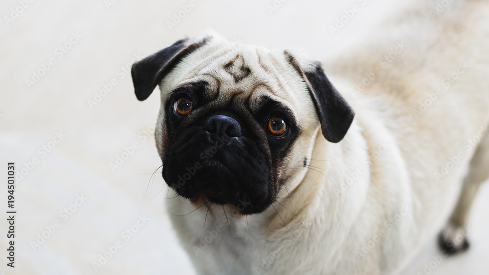 Isolated pug looking forward with the head tilted to the side. Expressive dog, pity face.