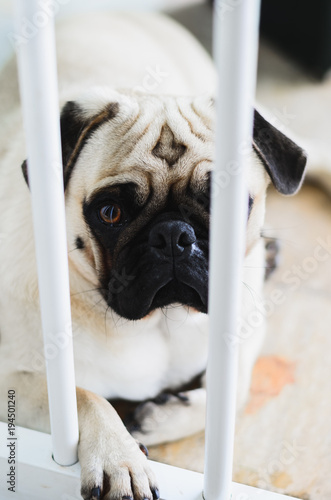 Guilty dog, Pug dog behind the bars of a protective bar for dogs. Dog with pity face, sad. 