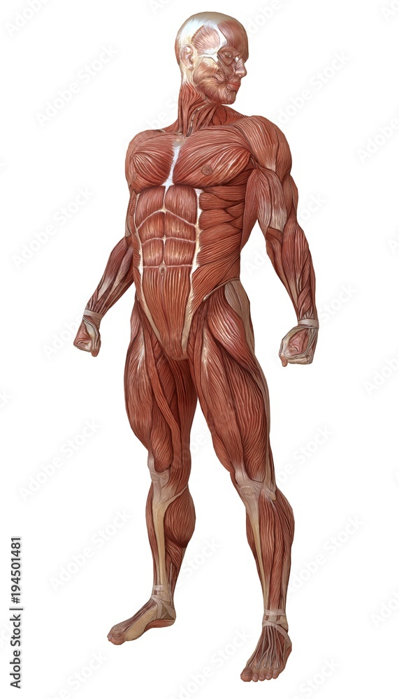 Male body without skin, anatomy and muscles 3d illustration isolated on white Male body without skin, anatomy and muscles 3d illustration isolated on white