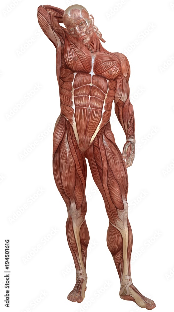 Male body without skin, anatomy and muscles 3d illustration isolated on white