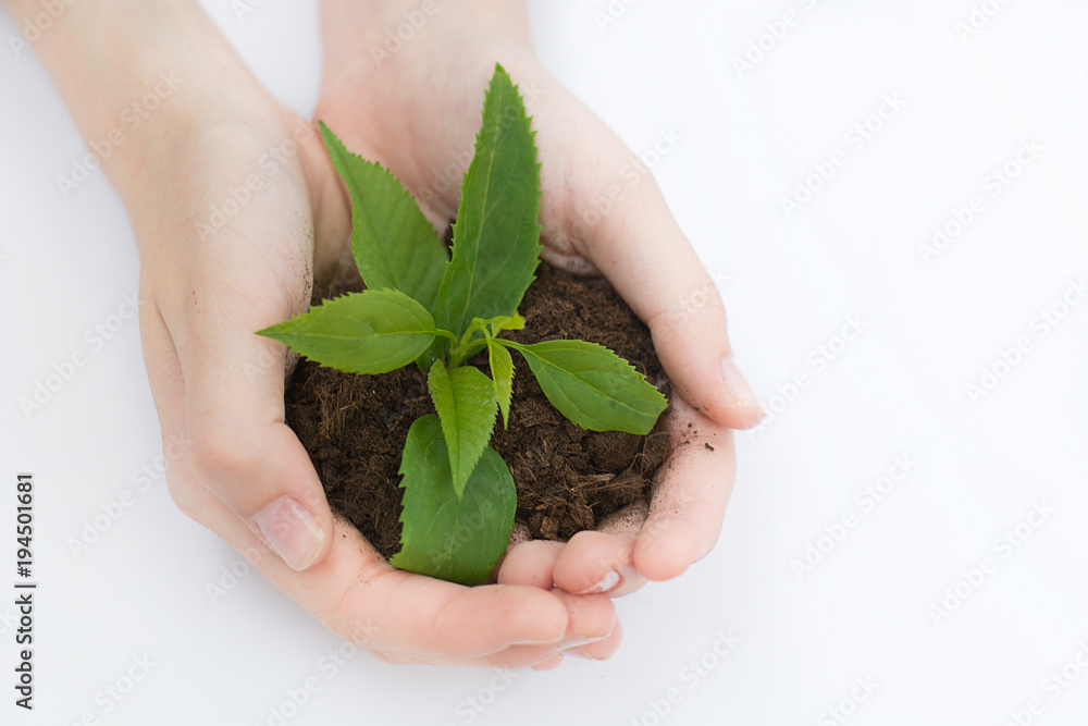 Human hands green concept of small vegetation. Ecological concept. Isolated on white background. Human hands green concept of small vegetation. Ecological concept. Isolated on white background.