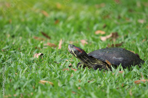 Cyclemys tcheponensis turtle animal wildlife walking and eating on green grass in nature background with light effects