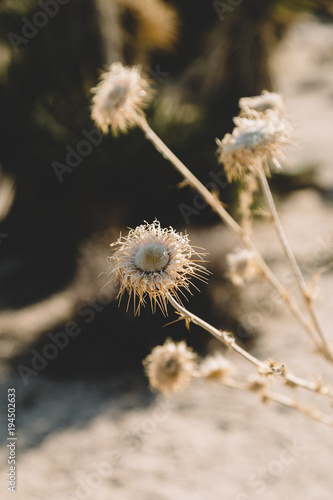 Joshua Tree