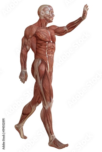Wallpaper Mural Male body without skin, anatomy and muscles 3d illustration isolated on white