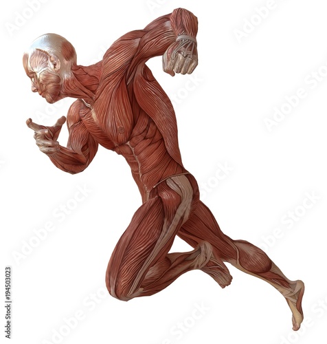 Fototapeta Male body without skin, anatomy and muscles 3d illustration isolated on white