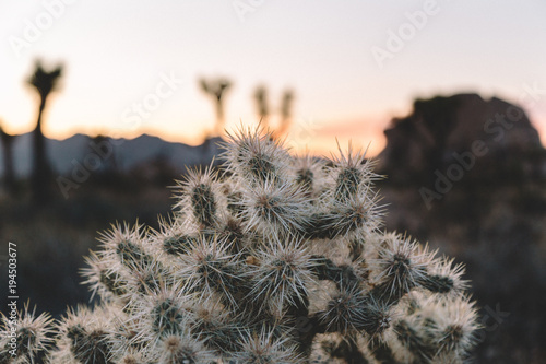 Cactus - Joshua Tree