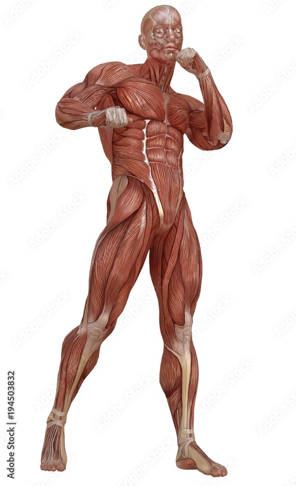 Male body without skin, anatomy and muscles 3d illustration isolated on white Male body without skin, anatomy and muscles 3d illustration isolated on white